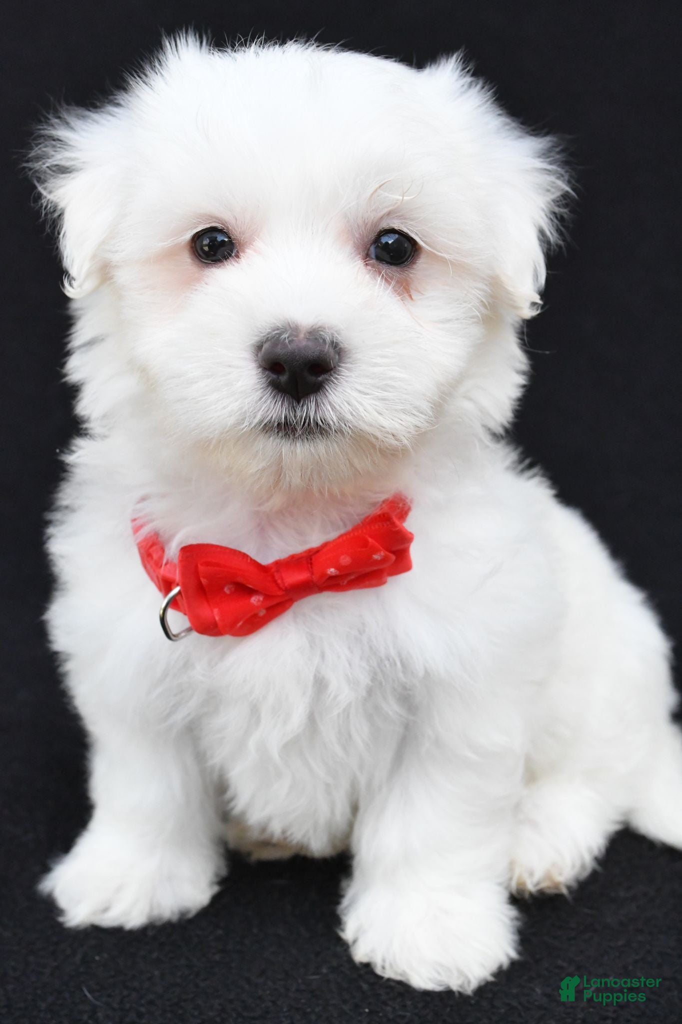 Maltese dogs Troy - Ad 1