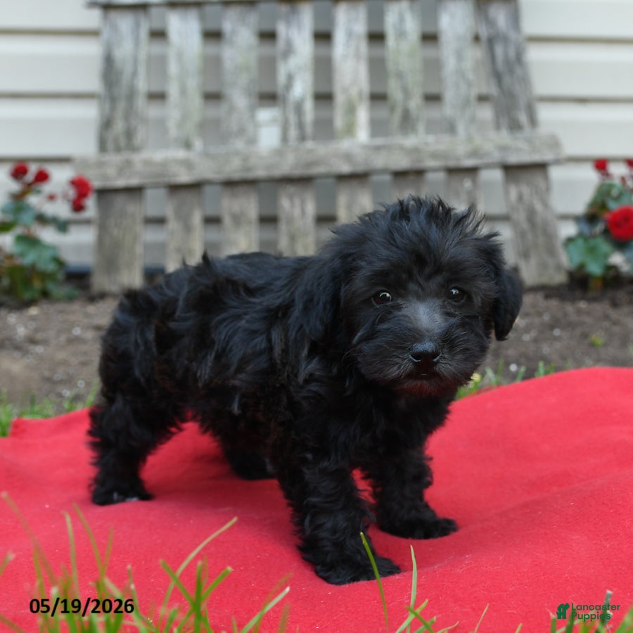 Schnoodle dogs Bonnie - Ad 2