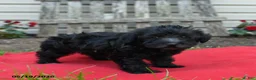 Schnoodle dogs for sale: Bonnie - Ad 2