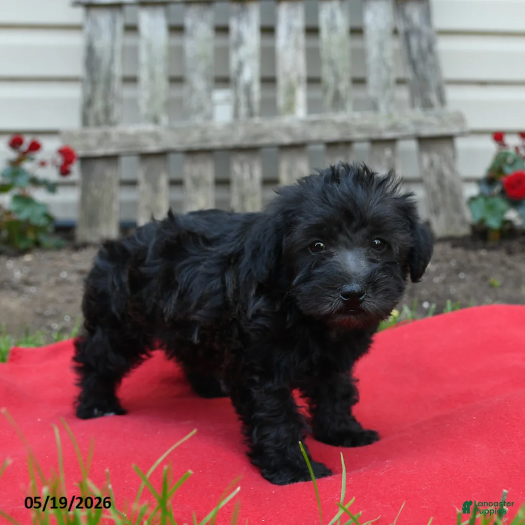 Schnoodle dogs for sale: Bonnie - Ad 2