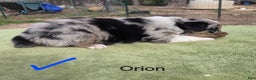 Australian Shepherd dogs for sale: Orion - Ad 2