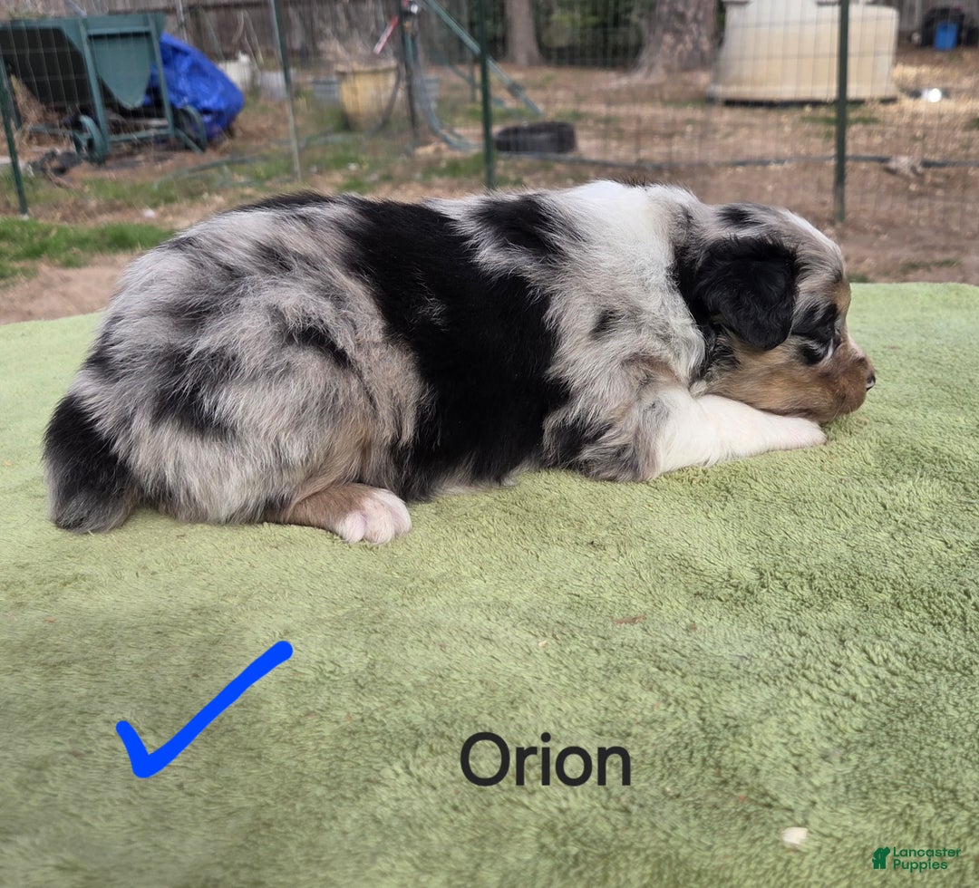 Australian Shepherd dogs for sale: Orion - Ad 2