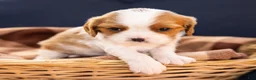Cavalier King Charles Spaniel dogs for sale: Chilli - Ad 3