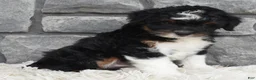 Mini Aussiedoodle dogs for sale: Cash  - Ad 1