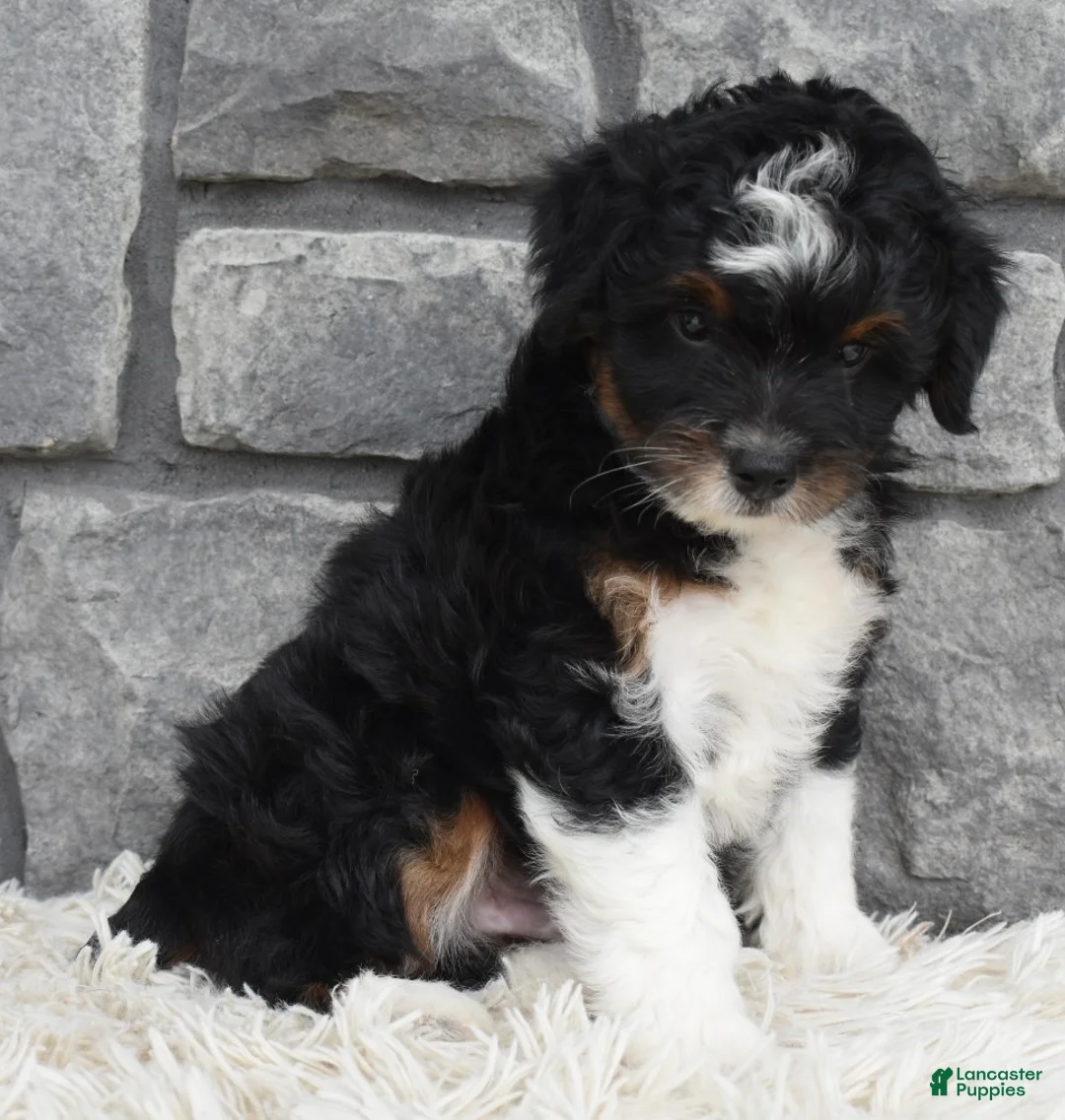 Mini Aussiedoodle dogs for sale: Cash  - Ad 1