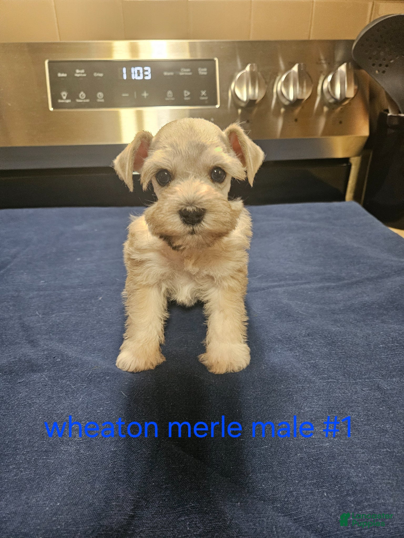 Miniature Schnauzer dogs for sale: Wheaton merle male #1 2 blue eyes  - Ad 1