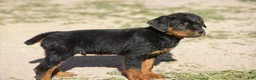 Rottweiler dogs for sale: Rottweiler litter of 5 puppies - Ad 35