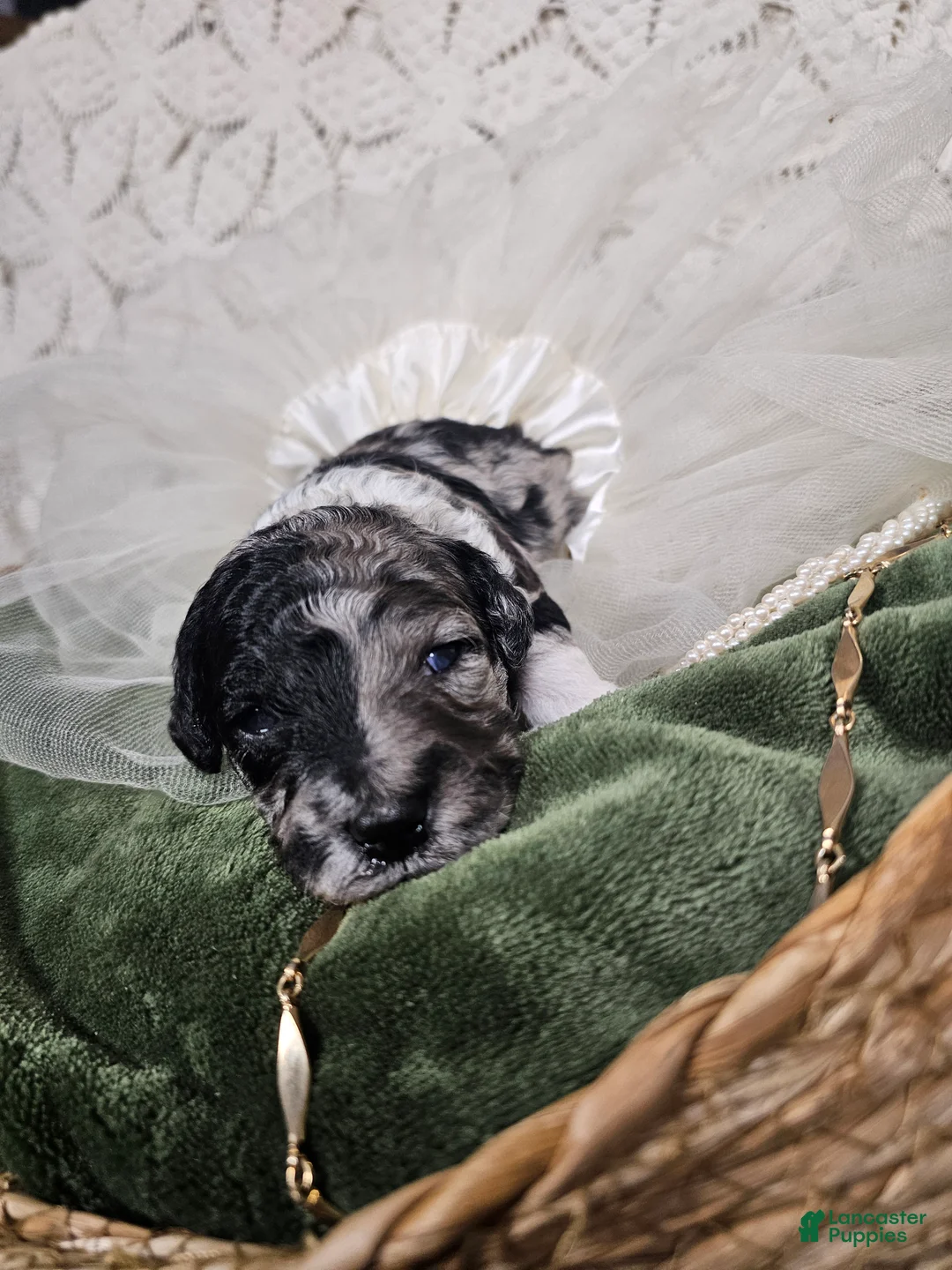 Mini Goldendoodle dogs for sale: Juniper - Ad 12
