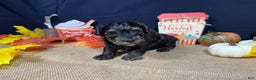 Yorkiepoo dogs for sale: Yorkiepoo Puppy 1 - Ad 3