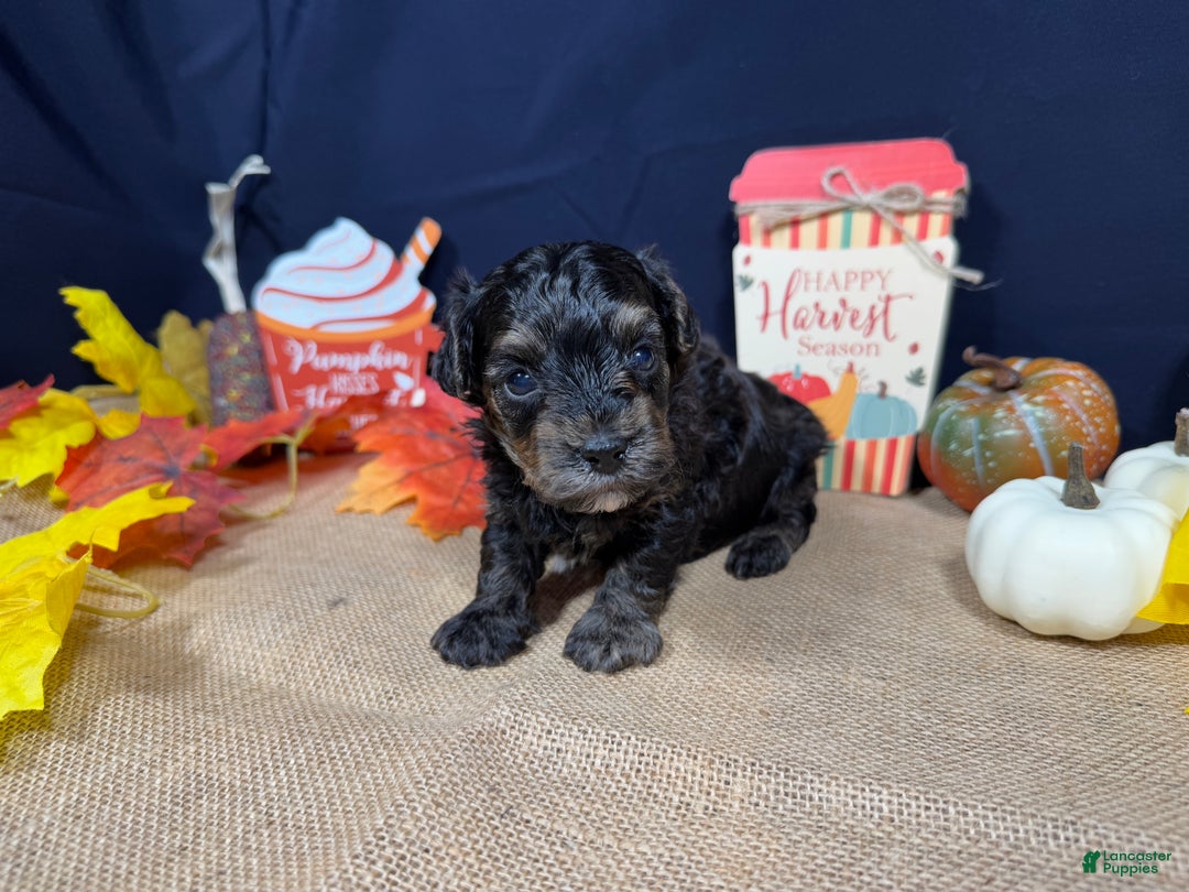 Yorkiepoo dogs for sale: Yorkiepoo Puppy 1 - Ad 3