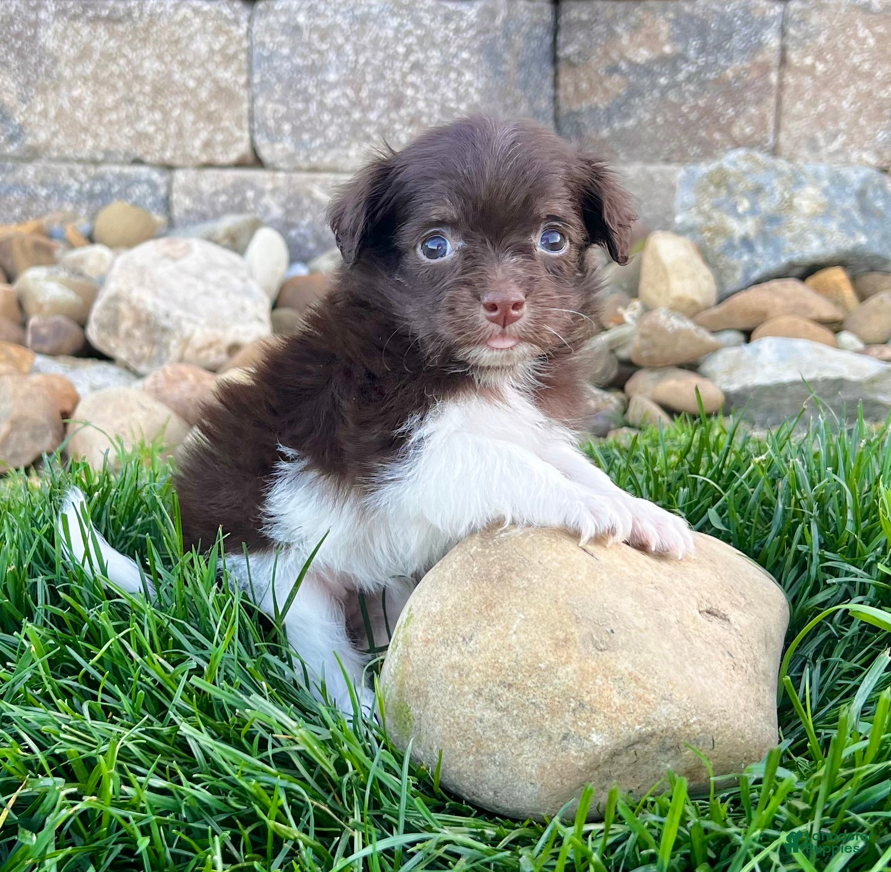 Havanese dogs Rosey - Ad 2