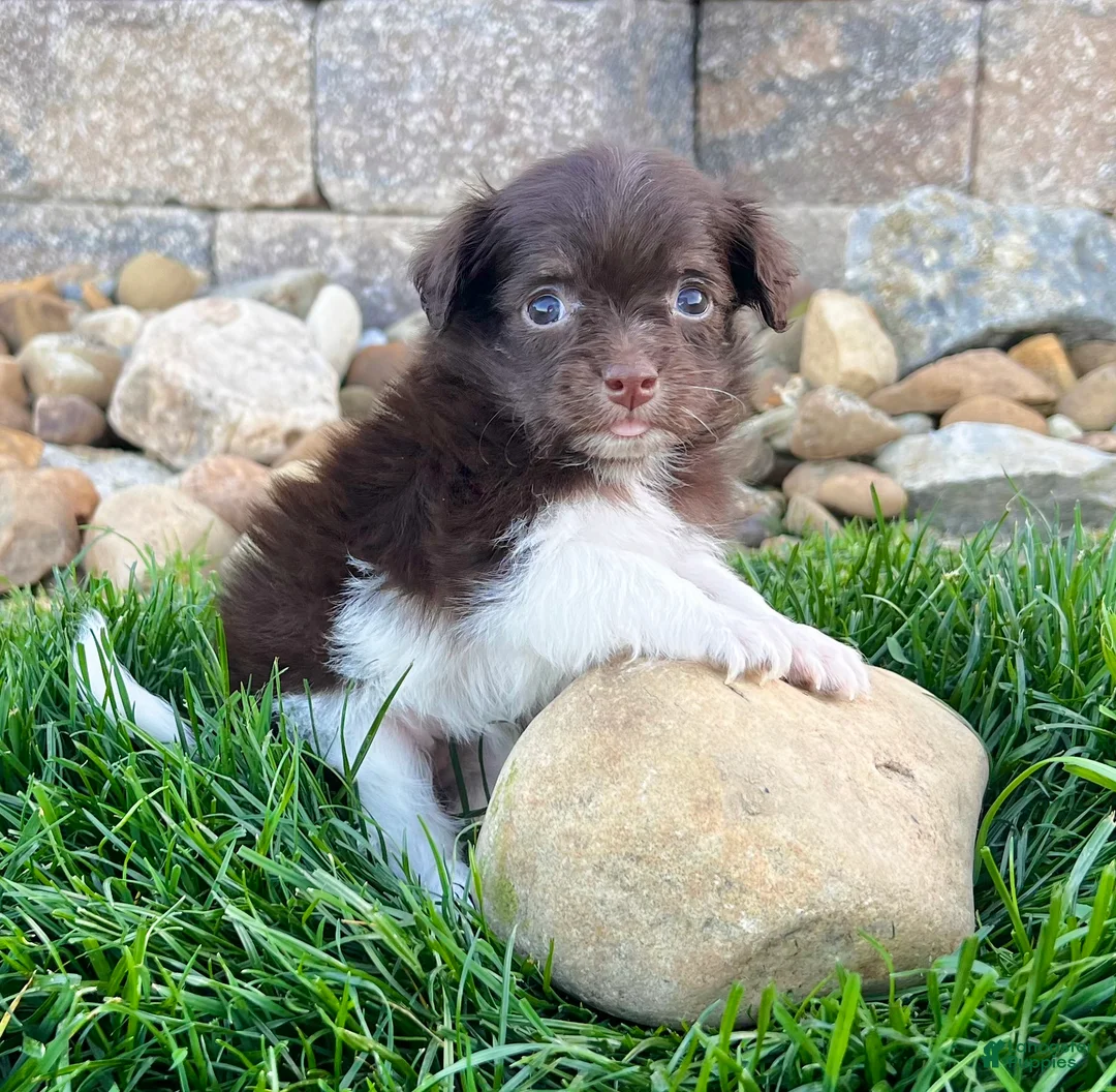 Havanese dogs for sale: Rosey - Ad 2