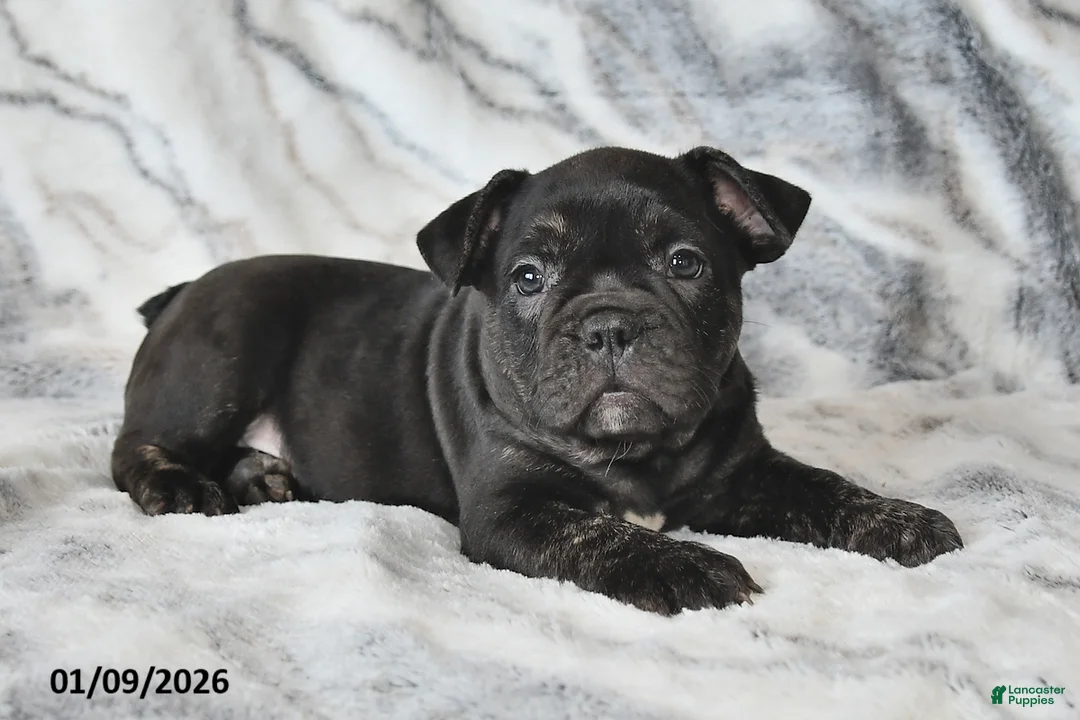 Mixed Breed dogs for sale: Nick - Ad 9