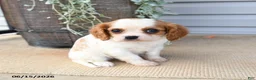 Cavalier King Charles Spaniel dogs for sale: Caroline - Ad 3