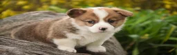 Welsh Corgi Pembroke dogs for sale: Andy - Ad 4