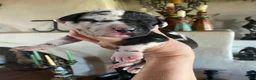 Great Dane dogs for sale: Carbon Creed's Azure Siren 🧜‍♀️ - Ad 4