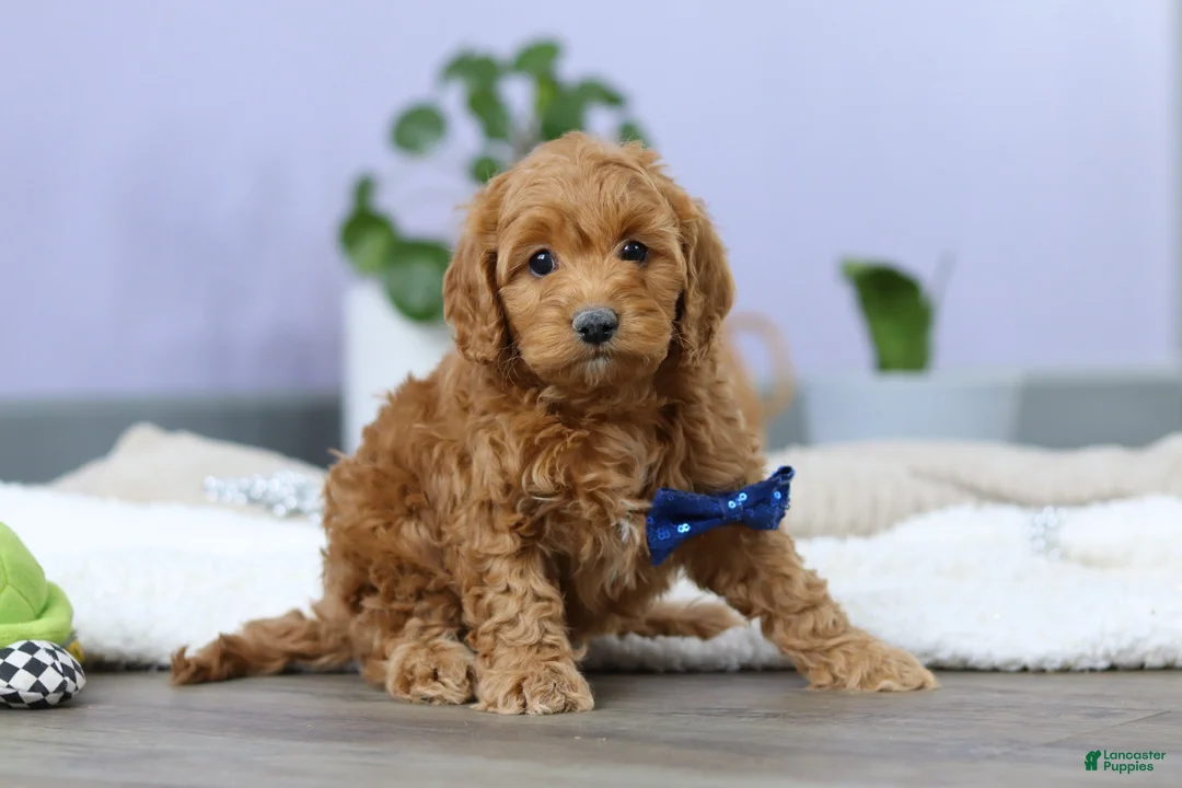 Cockapoo dogs for sale: Luca - Ad 4