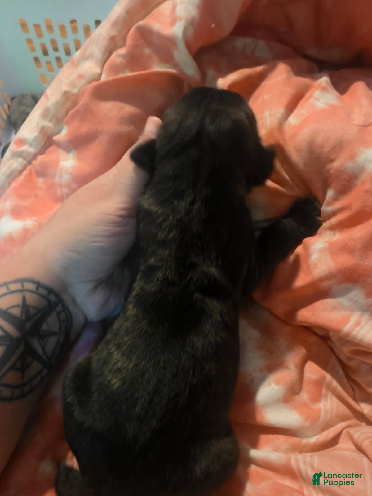 Cane Corso dogs Black Male Brindle - Ad 38
