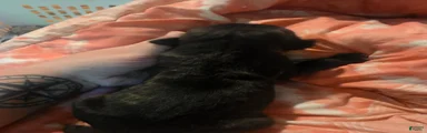 Black Male Brindle