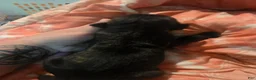 Cane Corso dogs for sale: Black Male Brindle - Ad 1