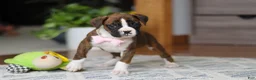 Boxer dogs for sale: Indy - Ad 2