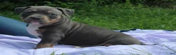 American Bully dogs for sale: Zena - Ad 1