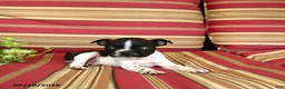Boston Terrier dogs for sale: James   - Ad 3
