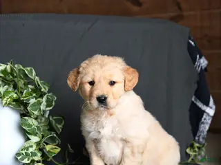 Golden Retriever dogs for sale: Remington - Ad 2