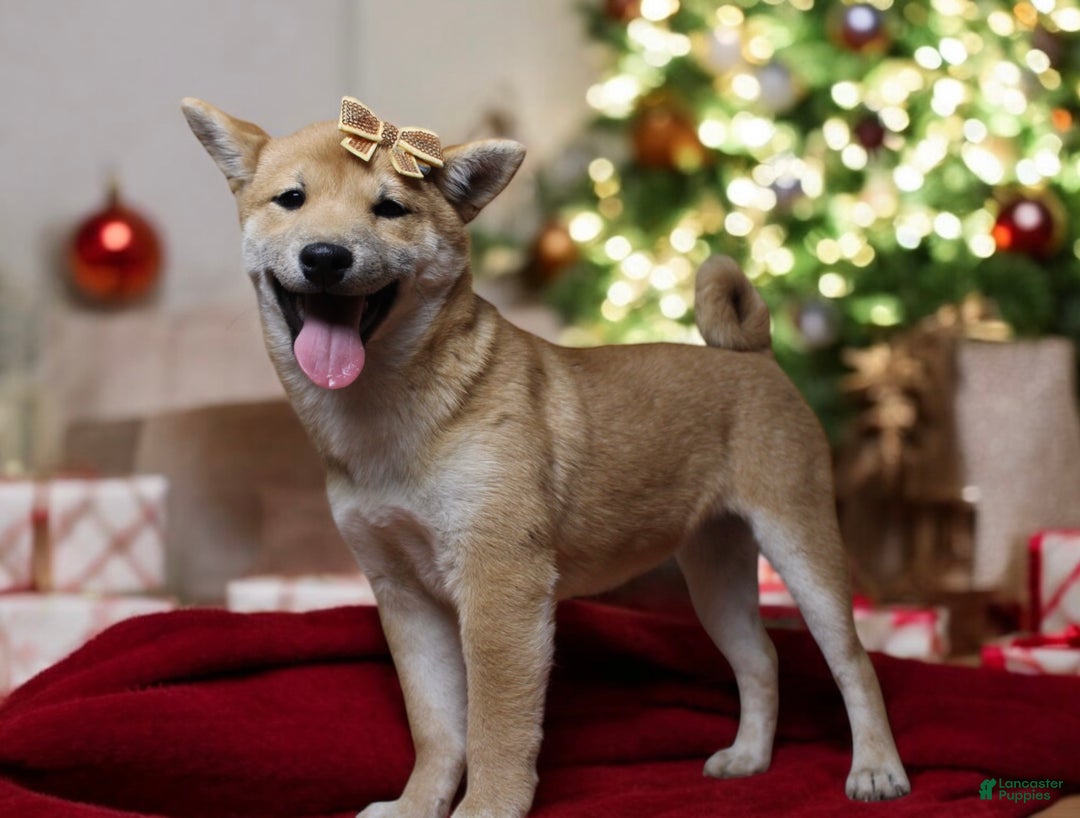 Shiba Inu dogs for sale: Julep - Ad 3