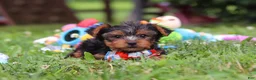 Yorkshire Terrier dogs for sale: Lola - Ad 13