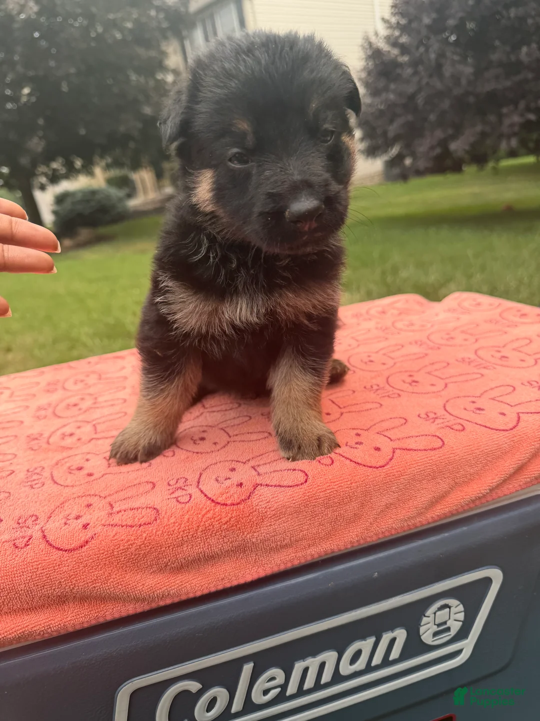 German Shepherd dogs for sale: Prince - Ad 1