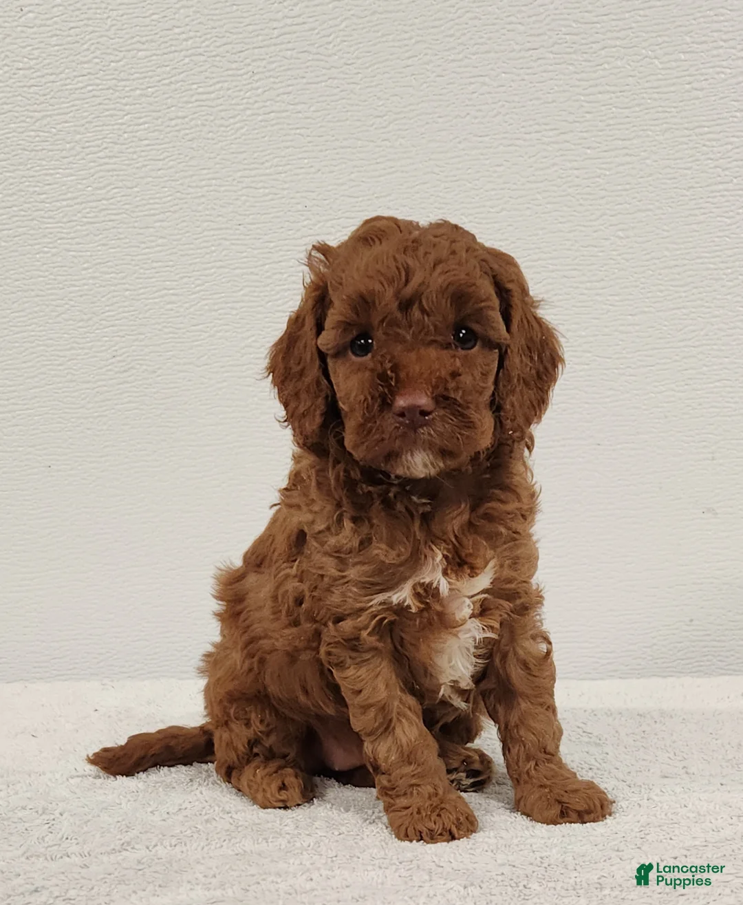 Cavapoo dogs for sale: Brynn - Ad 1
