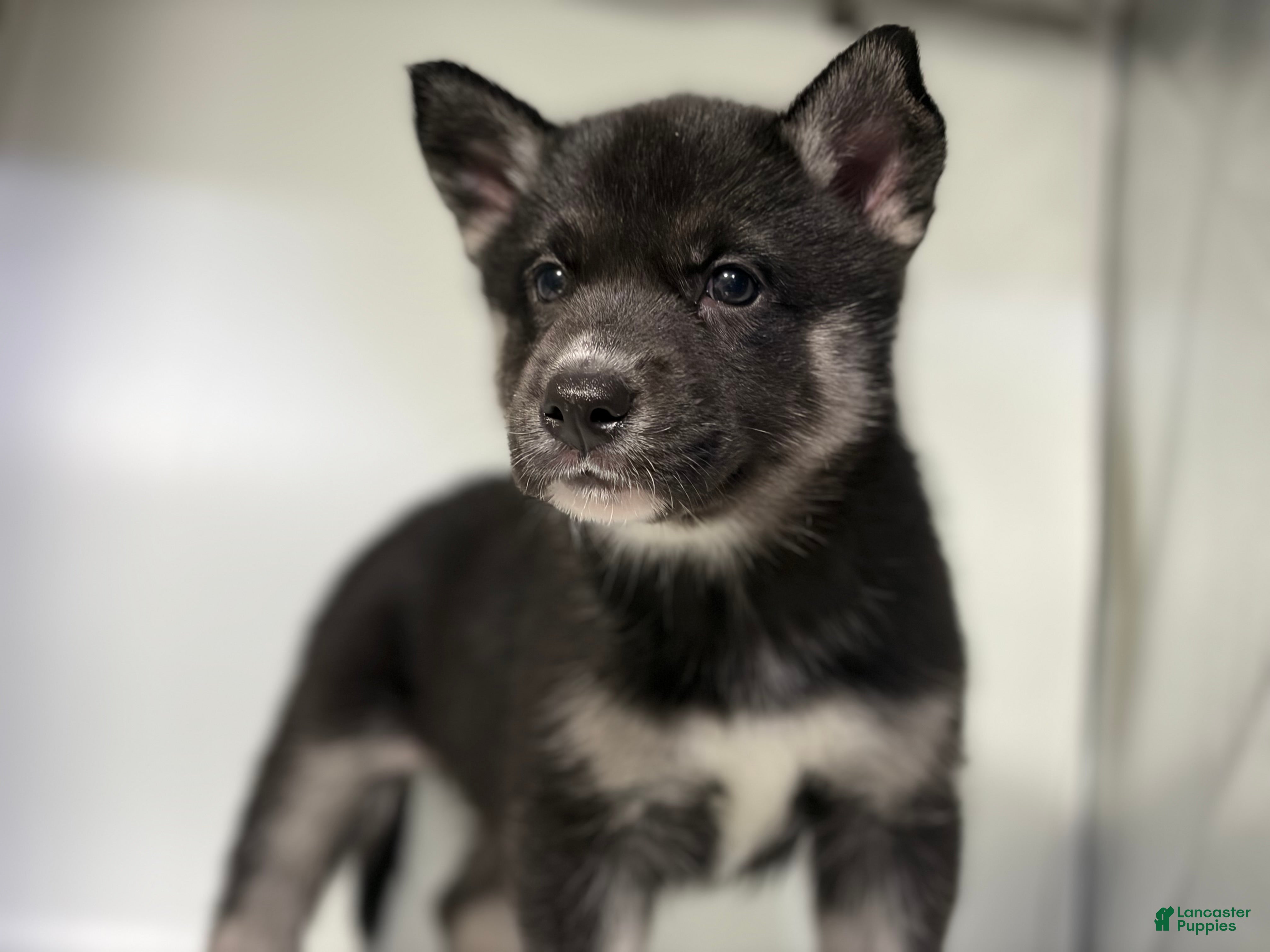 Mixed Breed dogs for sale: Amalia - Ad 3