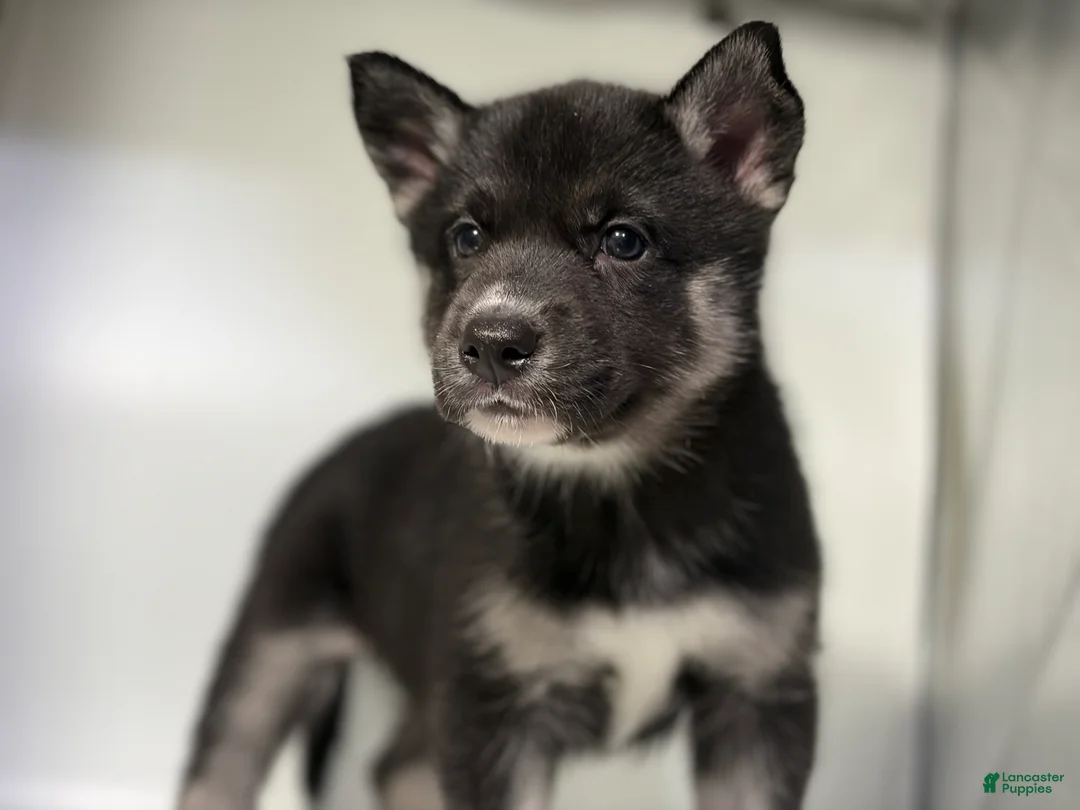 Mixed Breed dogs for sale: Amalia - Ad 1