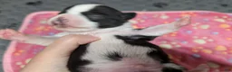 Chihuahua dogs for sale: Colton - Ad 4