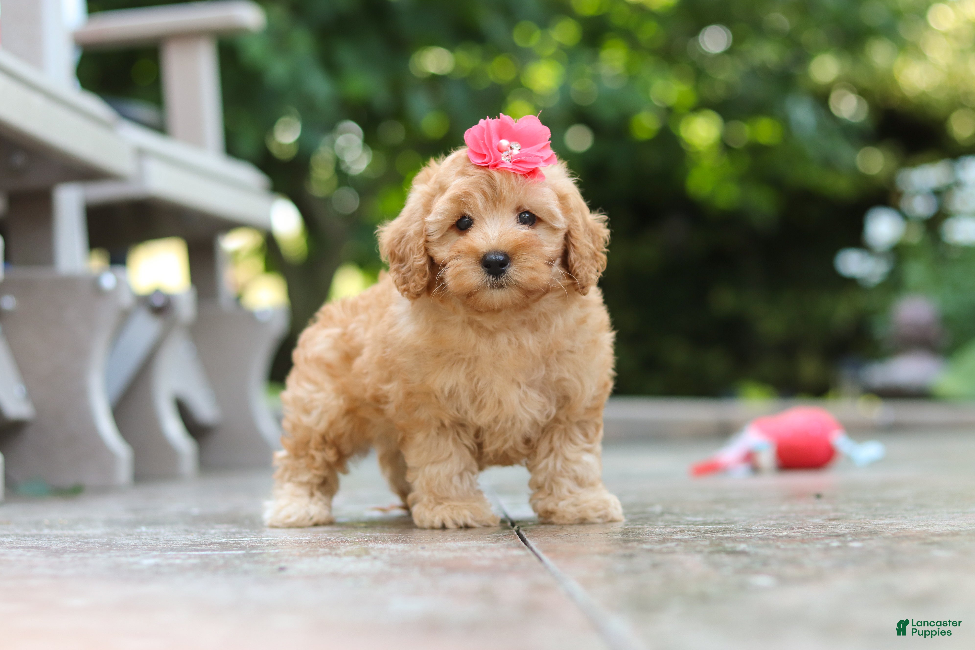 Schnoodle dogs Nora - Ad 2