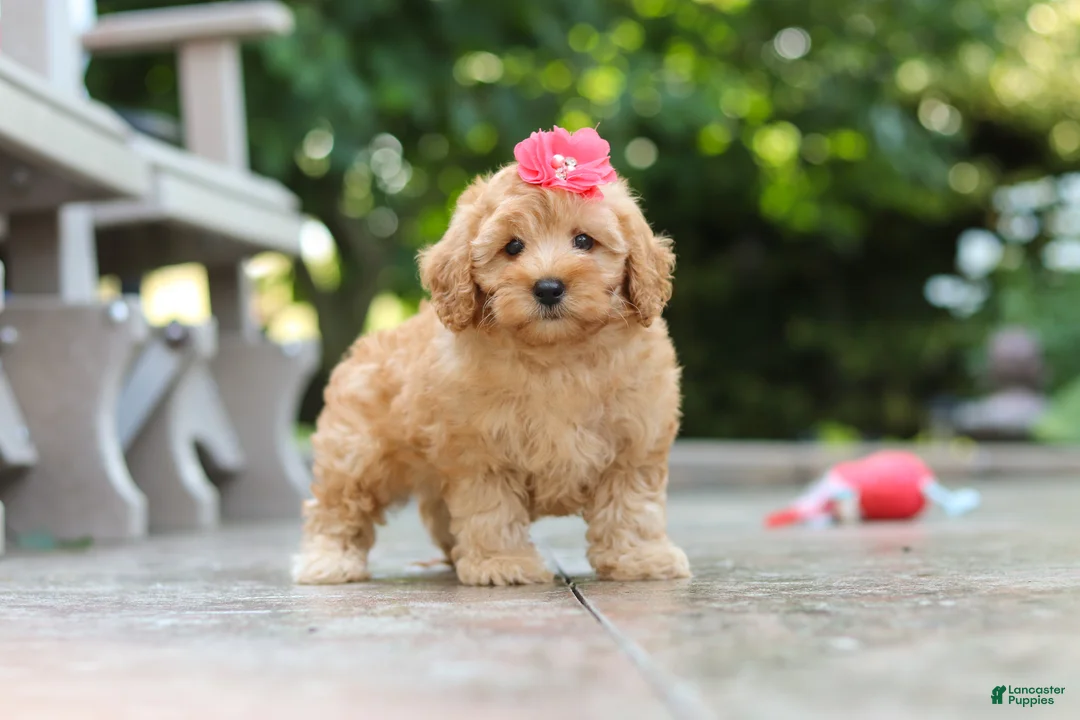 Schnoodle dogs for sale: Nora - Ad 2