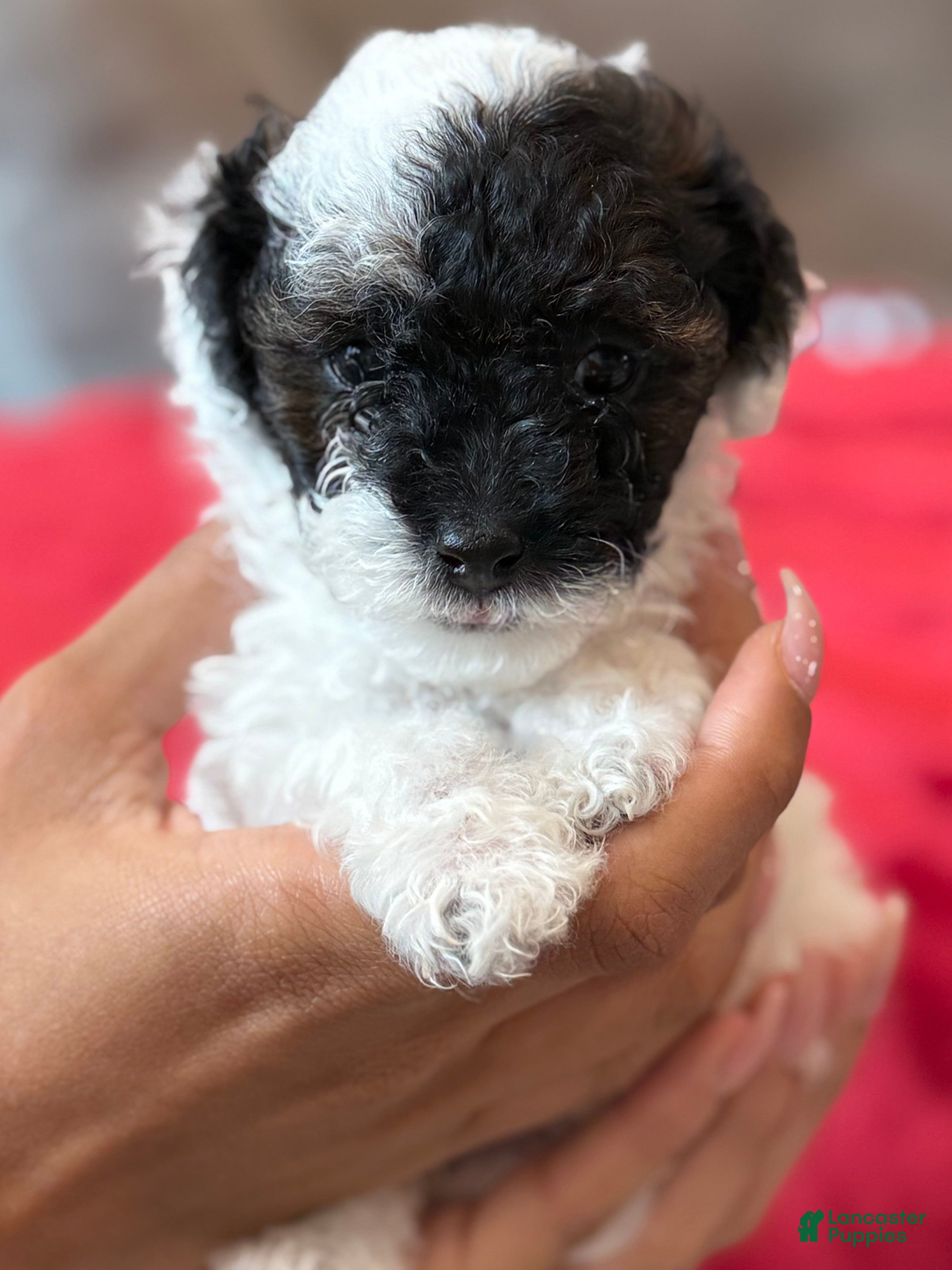 Mini Bernedoodle dogs Moet - Ad 41