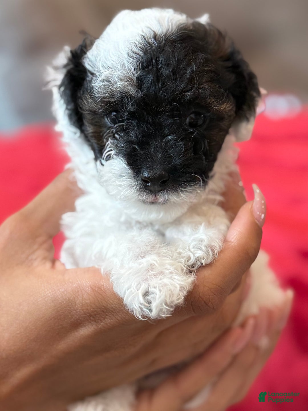 Mini Bernedoodle dogs for sale: Moet - Ad 1