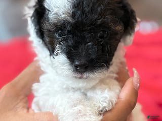 Mini Bernedoodle dogs Moet - Ad 11