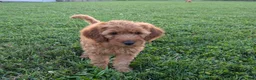 Irish Doodle dogs for sale: Mini Irish Doodle 2 - Ad 1