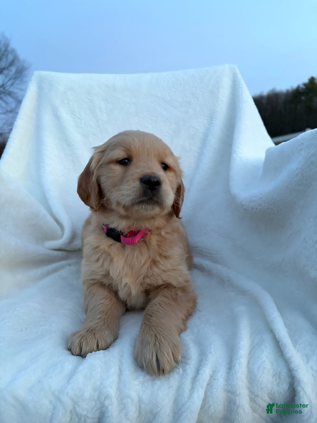 Golden Retriever dogs for sale: Romeo - Ad 7