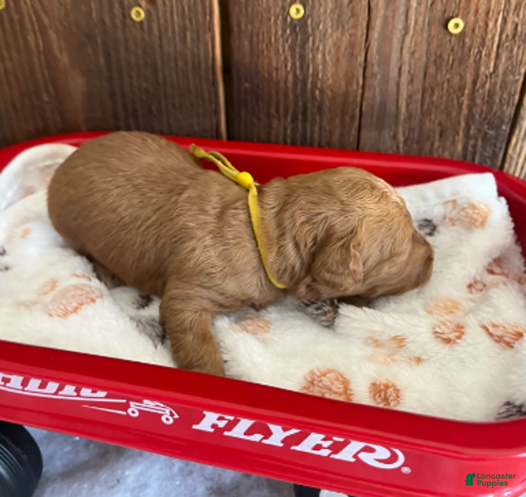 Mini Goldendoodle dogs for sale: Poptart - Ad 5