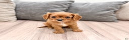 Cavapoo dogs for sale: Destiney - Ad 1