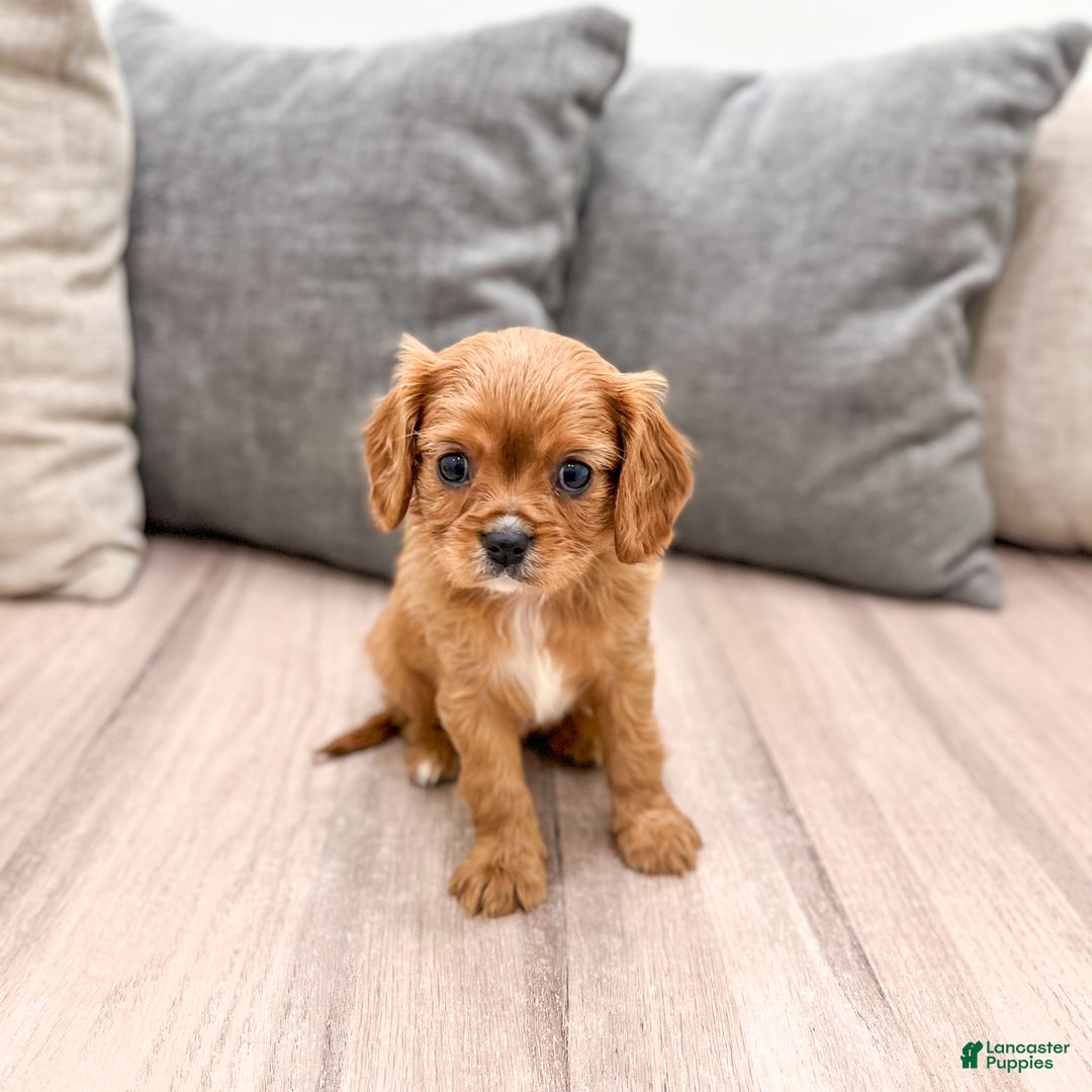 Cavapoo dogs for sale: Destiney - Ad 1