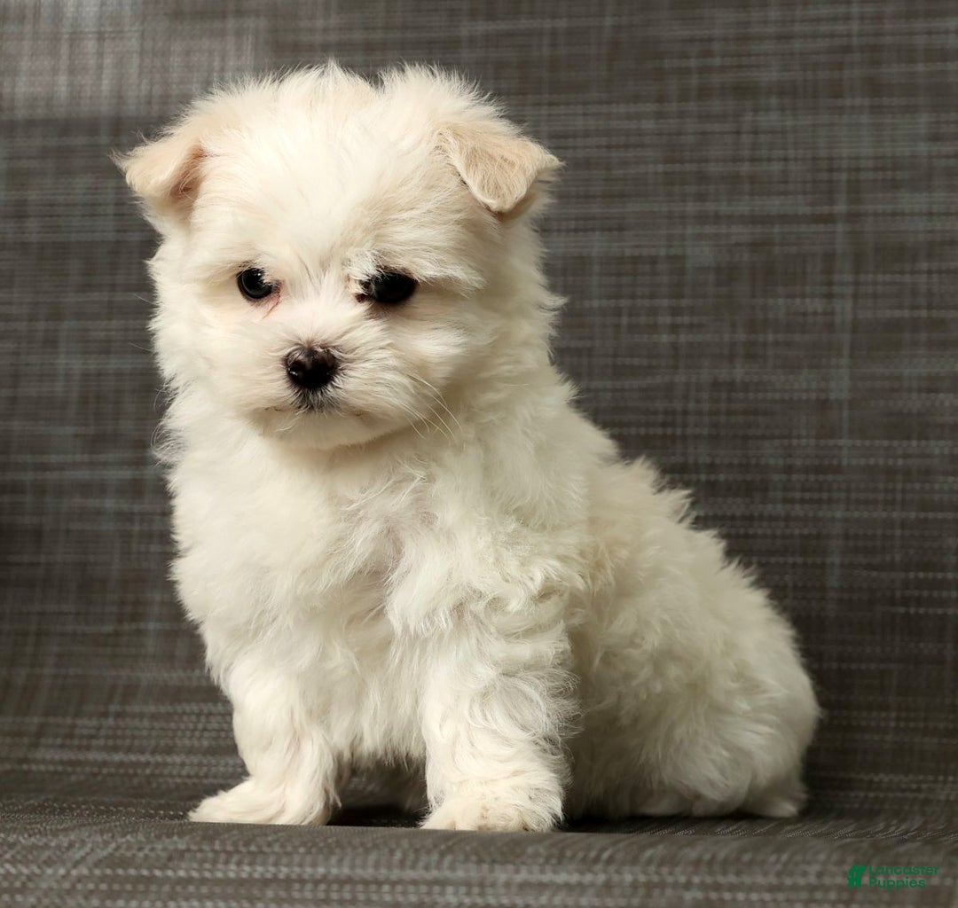 Maltese dogs for sale: Benji - Ad 8