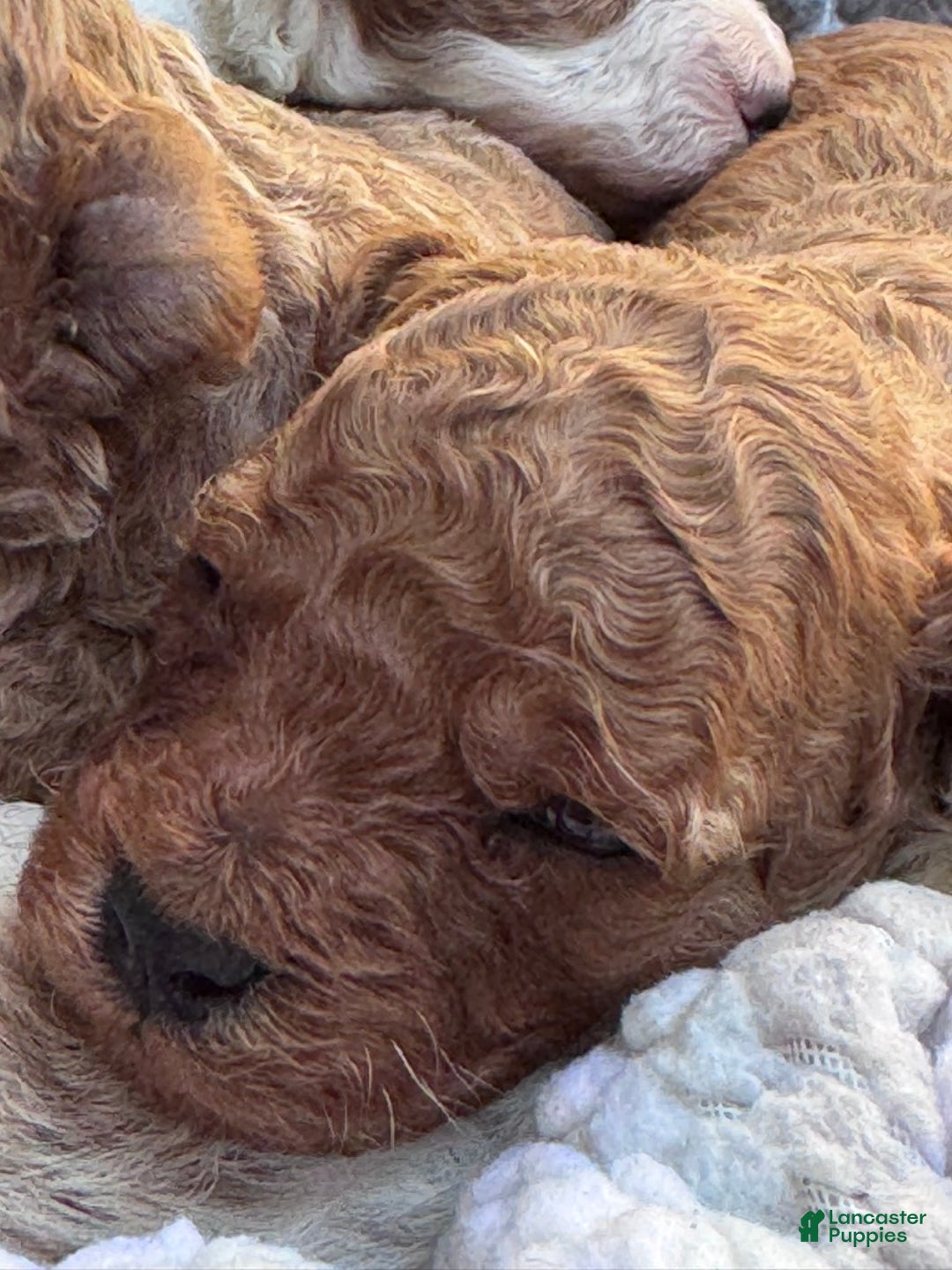 Cavapoo dogs for sale: Ginger - Ad 6