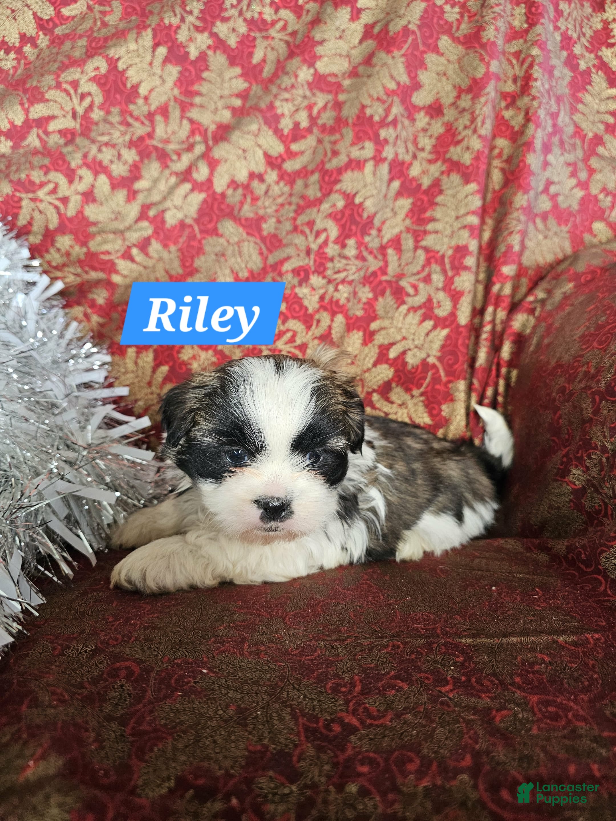 Shih Tzu dogs Riley - Ad 6