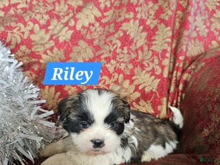 Shih Tzu dogs Riley - Ad 40