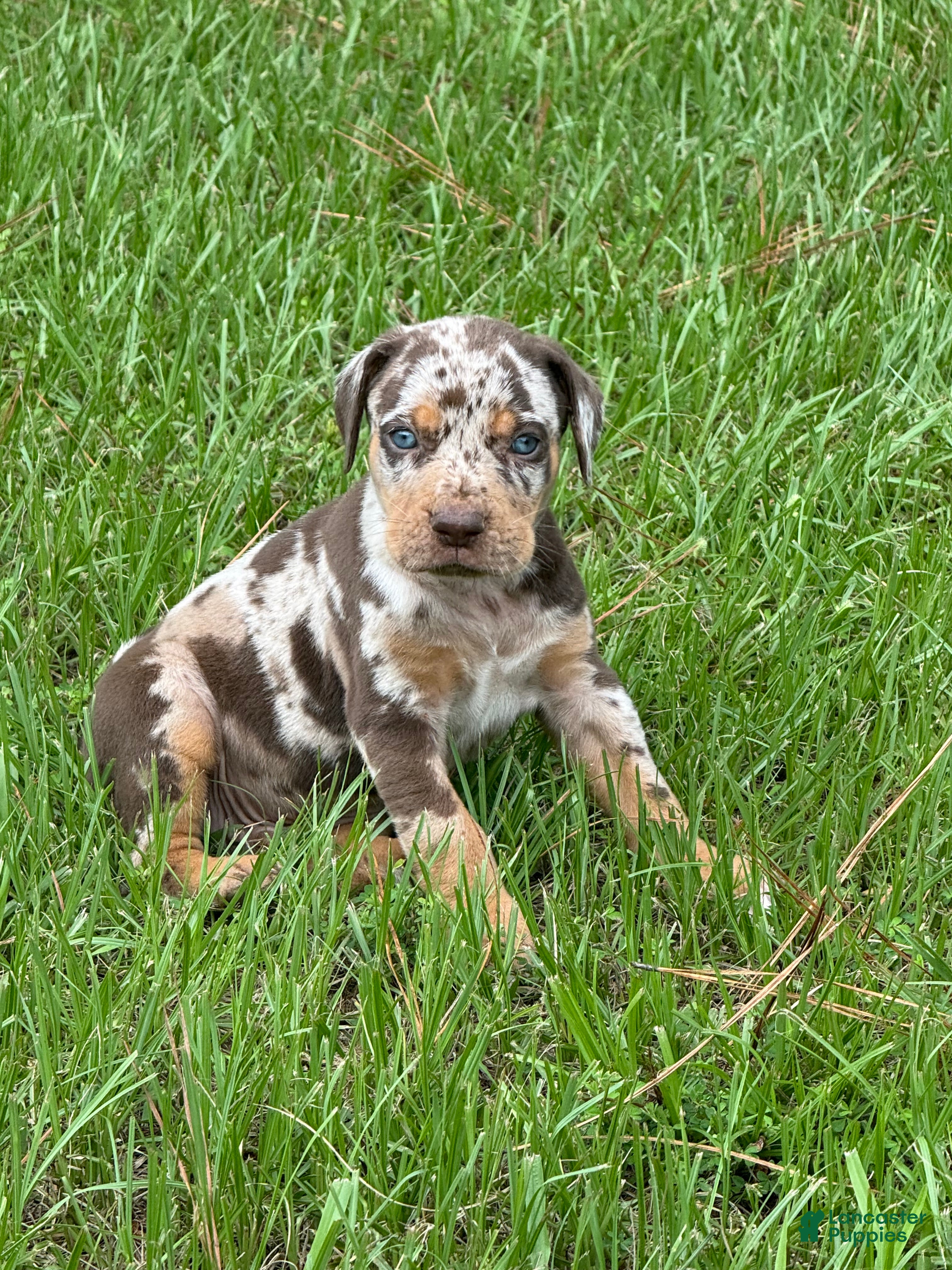 Catahoula Leopard Dog dogs Red Leopard Boy - Ad 1